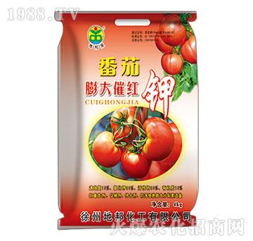 �������߼t�-�ذ�Ȫ