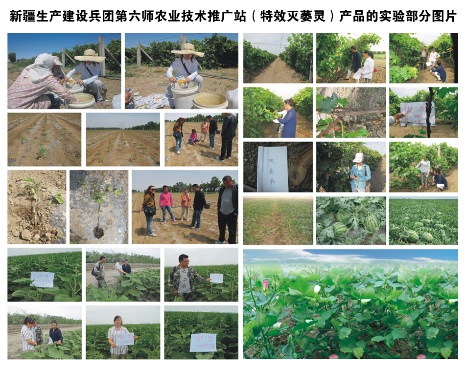新疆生產(chǎn)建設兵團第六師農(nóng)業(yè)技術推廣站（產(chǎn)品的實驗部分圖片
