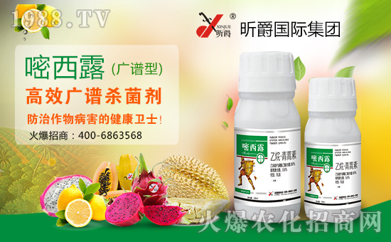 昕爵國際集團(tuán)