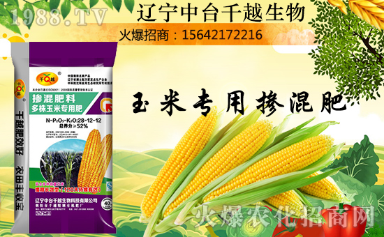 【中臺(tái)千越】金犬叩響吉利門,福旺財(cái)源滾滾進(jìn)
