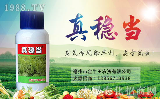 【金牛王】祝大家狗年大吉,萬事如意!