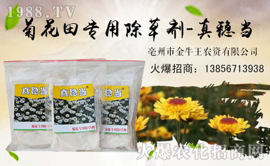 【金牛王】祝大家狗年大吉,萬事如意!