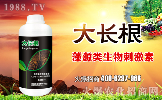 ���P��˹��(gu��)�H��ף������µ�һ�����H�Қg�����Ҹ����M��