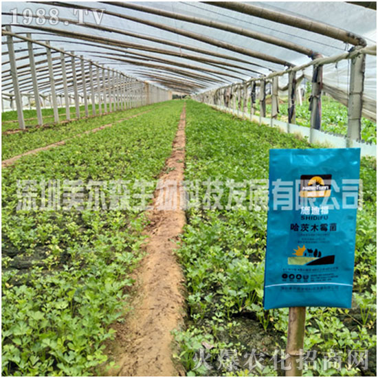 ������ɭ����������µ�һ�������w�����������³ɣ��f��������