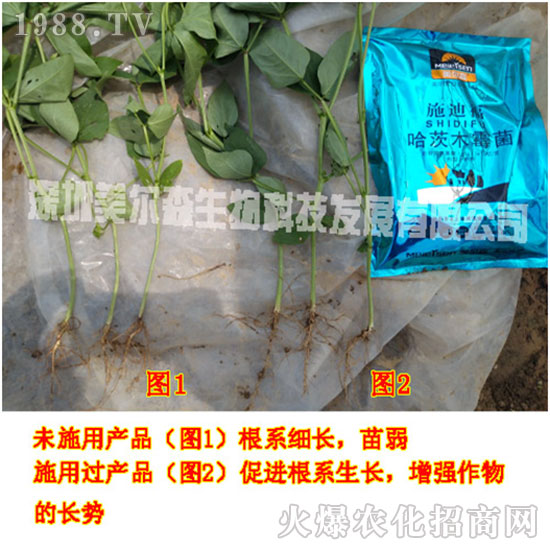 ������ɭ����������µ�һ�������w�����������³ɣ��f��������