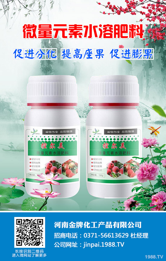 越冬萵筍怎么種?越冬萵筍的種植技巧!