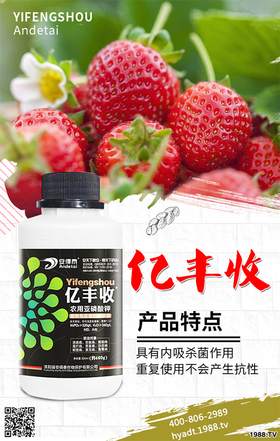 香菜如何施肥產(chǎn)量更高？秋茬香蔥高產(chǎn)施肥方案