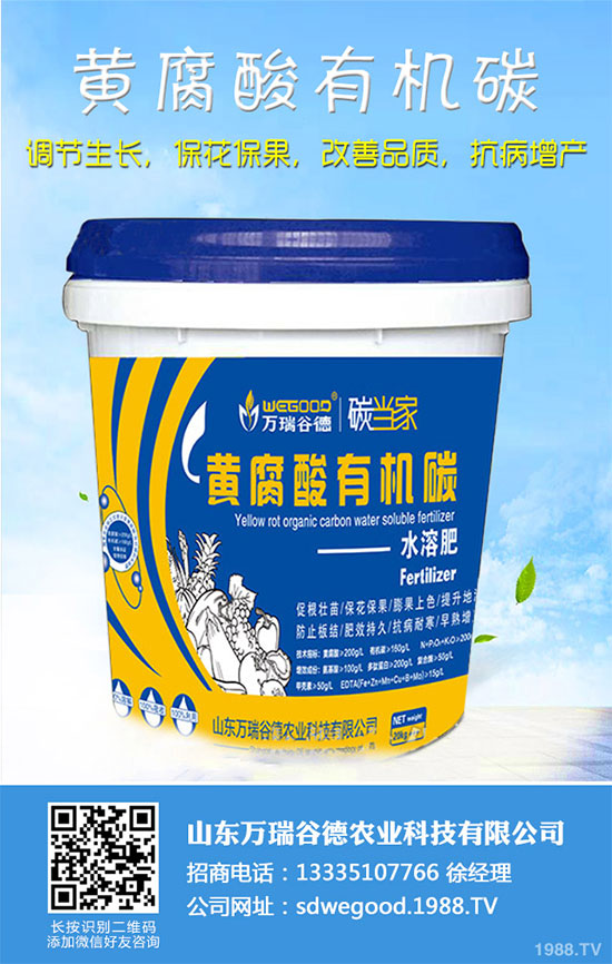 小白菜什么時候種植?小白菜高產(chǎn)種植技術(shù)