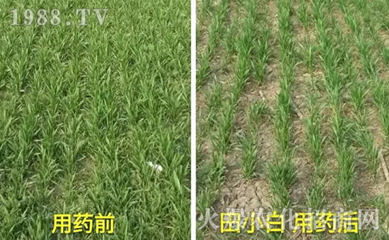 節(jié)節(jié)麥如何防除，用什么藥？怎么打藥效果好？