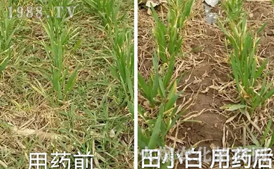 節(jié)節(jié)麥如何防除，用什么藥？怎么打藥效果好？