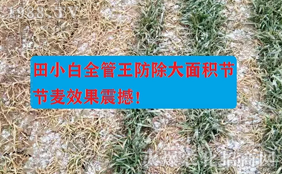 節(jié)節(jié)麥如何防除，用什么藥？怎么打藥效果好？