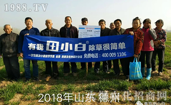 節(jié)節(jié)麥如何防除，用什么藥？怎么打藥效果好？