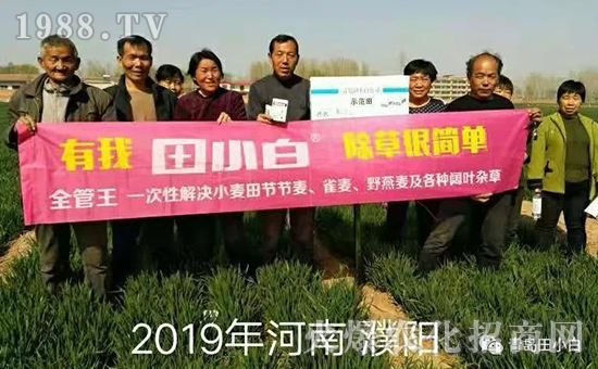 39節(jié)節(jié)麥如何防除，用什么藥？怎么打藥效果好？