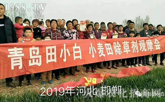 節(jié)節(jié)麥如何防除，用什么藥？怎么打藥效果好？