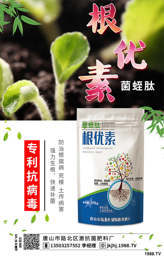白菜霜霉病是如何引起的？有哪些危害？白菜霜霉病的預(yù)防措施