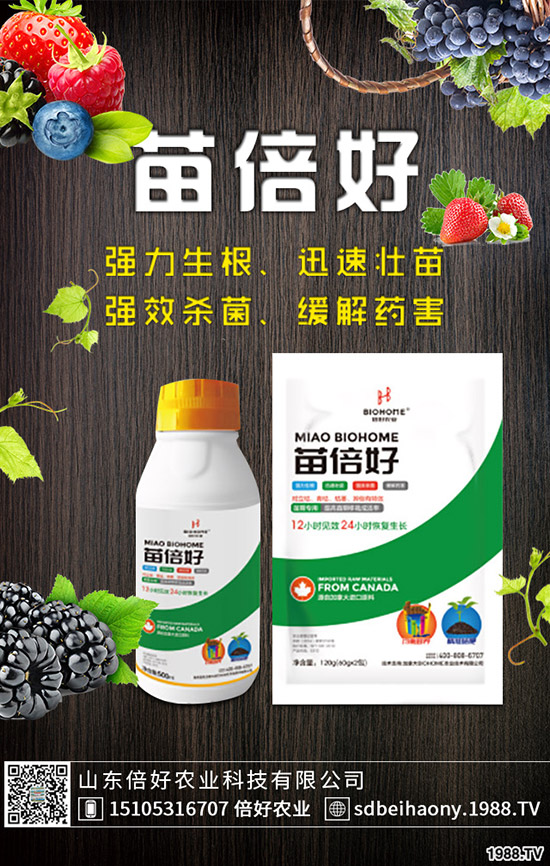 小麥播種后不出苗或苗弱的原因，如何提高小麥出苗率?