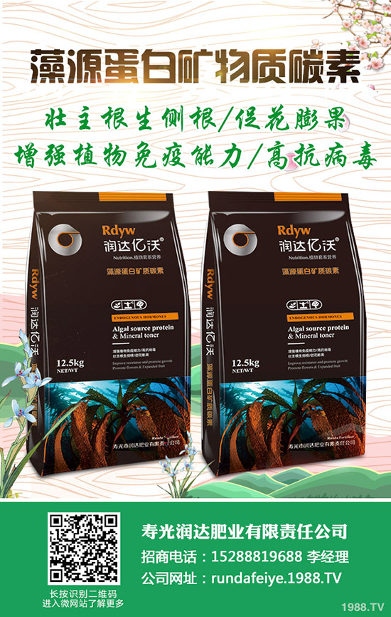 卷心菜怎么做種植？卷心菜種植技術(shù)