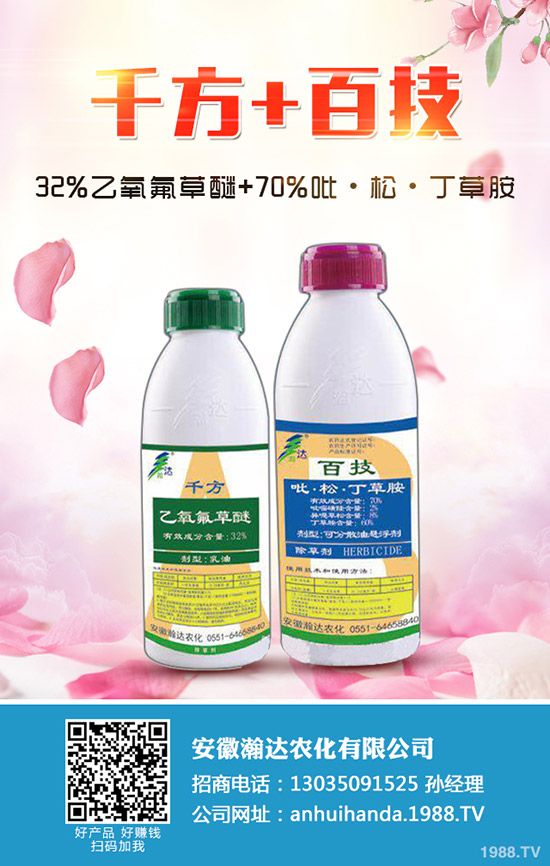 冬季馬鈴薯怎么種?冬季馬鈴薯栽培要點(diǎn)!