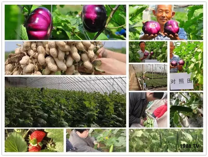 礦源黃腐酸鉀——精品肥!1公斤=8噸有機(jī)肥!新疆源頭直發(fā)!??!