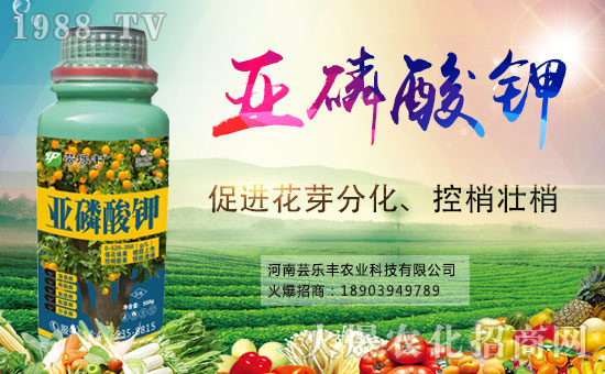 �����|��(l��)�S�ɹ����v1988.TV���_(k��i)���r(n��ng)�Y�N����������