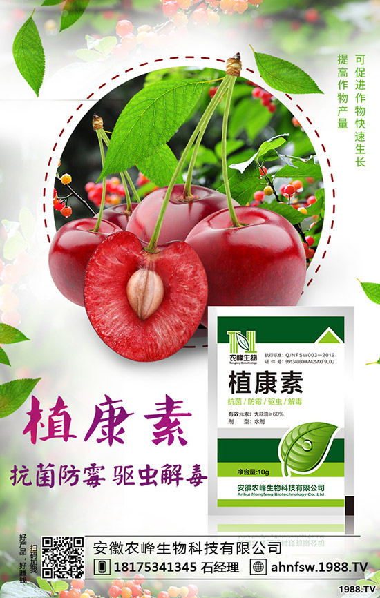 當(dāng)歸怎么種植，當(dāng)歸種植效益及栽培技術(shù)！