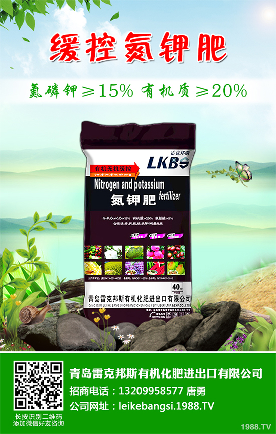 白皮松假活是咋回事？白皮松假活解決措施