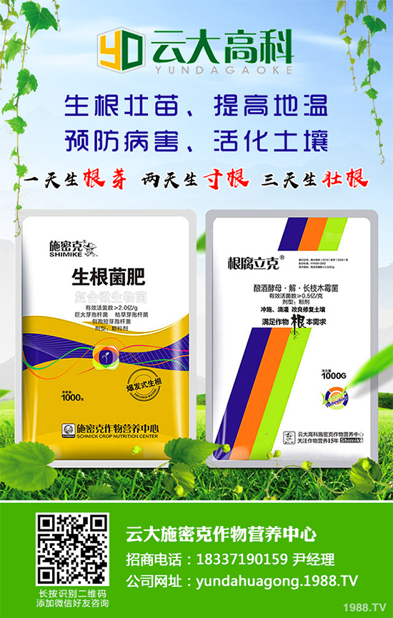 冬季能移植白皮松嗎？白皮松冬季移植攻略