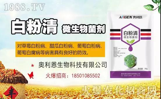 白粉病“反復(fù)難纏”？ 記住這個藥，高效防治白粉病，鏟除！