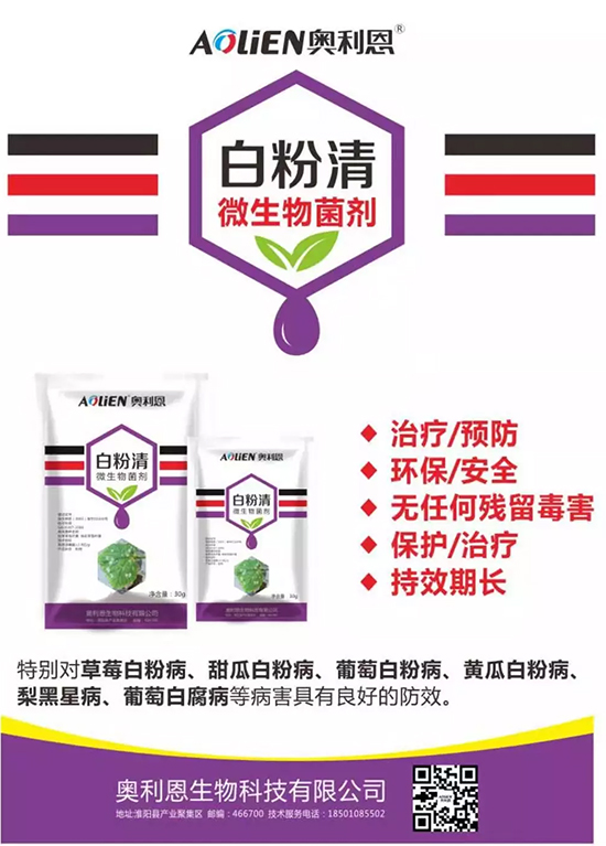 白粉病“反復(fù)難纏”？ 記住這個藥，高效防治白粉病，鏟除！