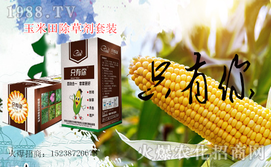 1988.TVϲӭ���������������ﱣ�o(h��)�_(k��i)���W(w��ng)�j(lu��)���������̣�