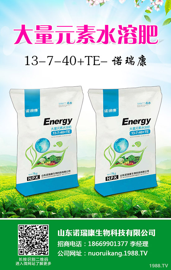     奶油草莓如何種植？奶油草莓種植時間及管理方法技術(shù)！1-(1753)