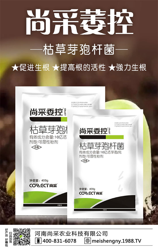 大棚草莓技巧及管理方法，大棚草莓施肥要點(diǎn)！