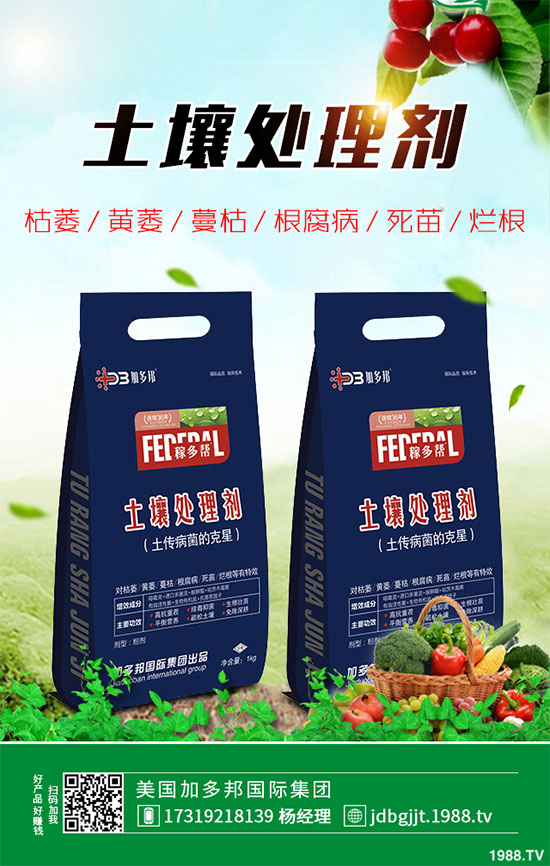 貢菊花該如何栽培?貢菊花高產(chǎn)栽培技術(shù)