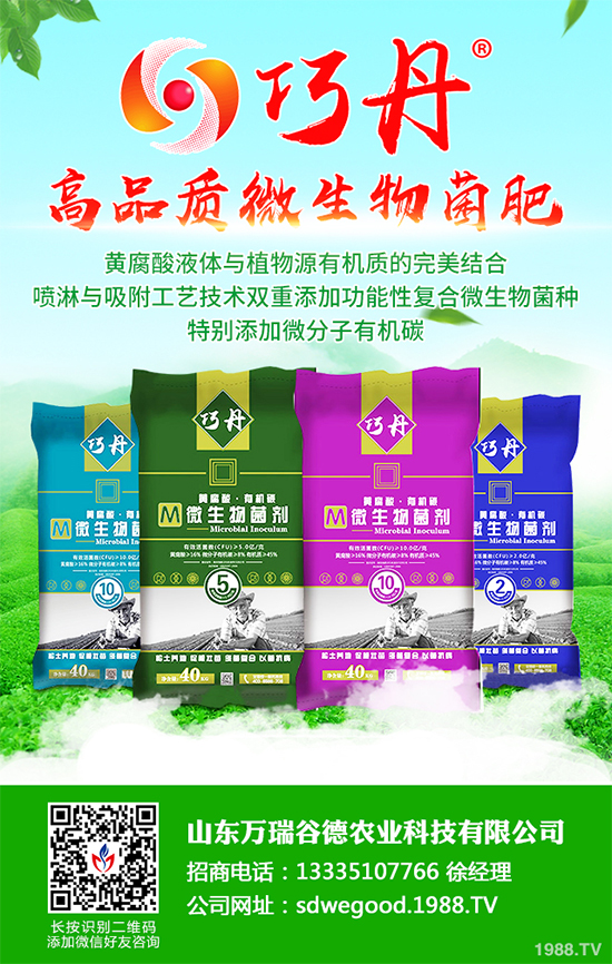 貢菊有哪些神奇功效？貢菊花的功效作用與禁忌