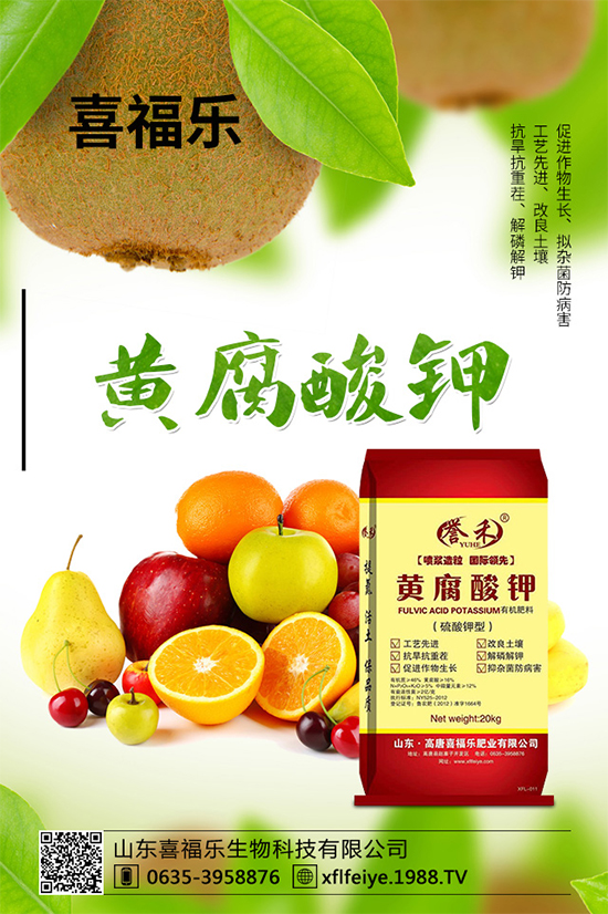 貢菊有哪些神奇功效？貢菊花的功效作用與禁忌