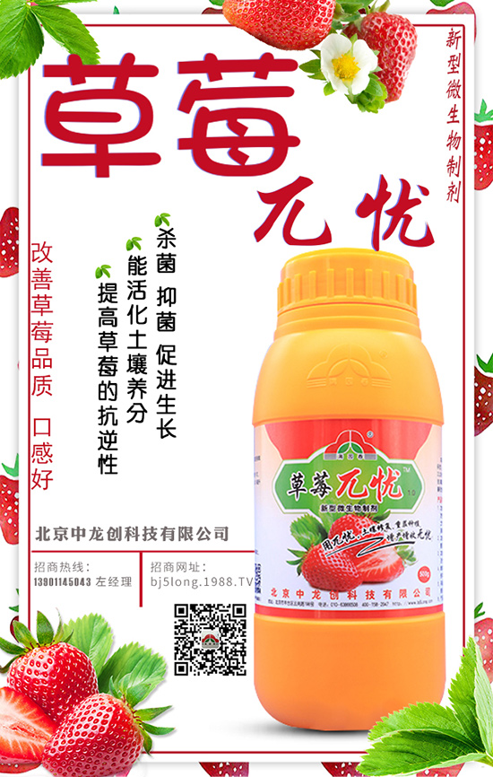 草莓保根方法 草莓保根措施