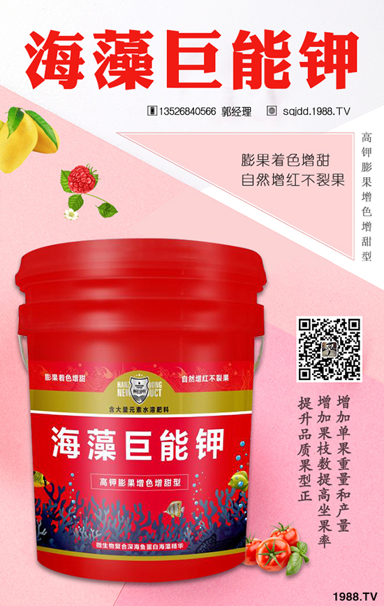 姜黃種植效益 姜黃種植前景