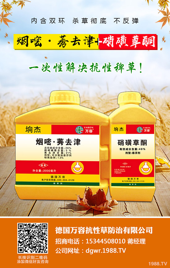 李子苗種植的季節(jié)，李子高產(chǎn)種植要點(diǎn)！