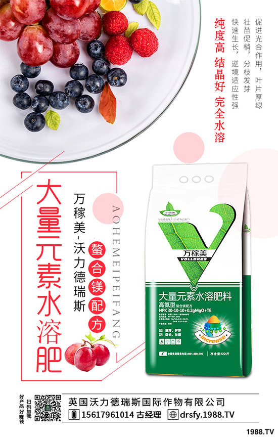 冬季該如何栽培馬鈴薯？七步輕松獲得高產(chǎn)