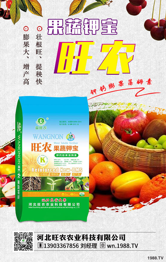 茄子育苗的種植時間，茄子育苗的栽培管理要點有哪些？