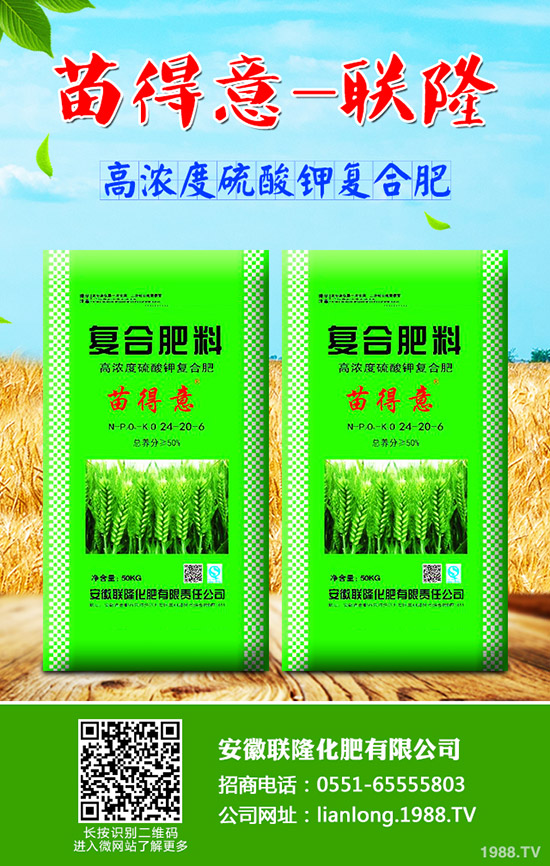 秋季如何種植香菜才能高產(chǎn)？秋季香菜種植技術！