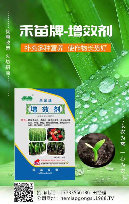 香瓜種植管理做好這些,產(chǎn)量收益有