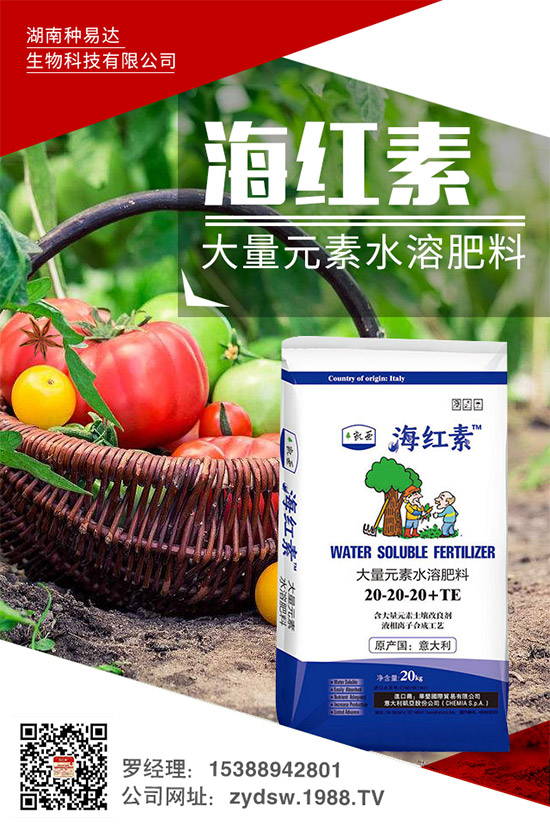 秋季草莓怎么栽？秋季大棚草莓的高產栽培技術及環(huán)境要求