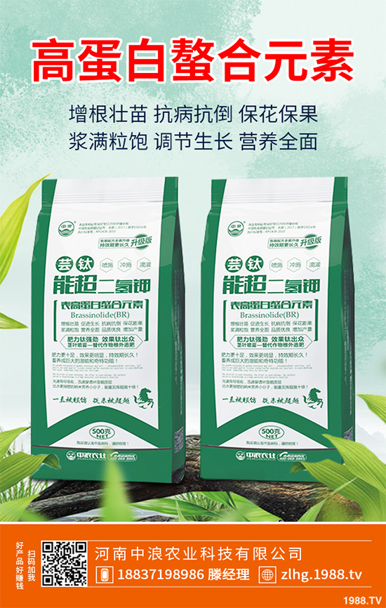 芥菜什么時候種植效益更好？芥菜高產(chǎn)種植技術(shù)要點(diǎn)