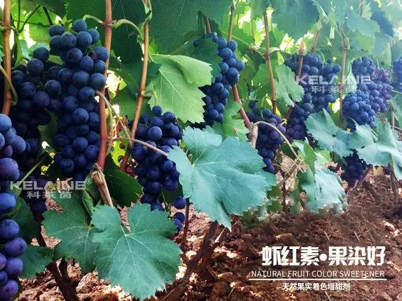 天然果實(shí)著色增甜劑——蝦紅素●果染好！