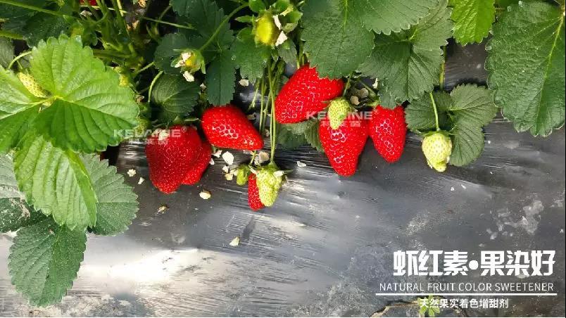 天然果實(shí)著色增甜劑——蝦紅素●果染好！