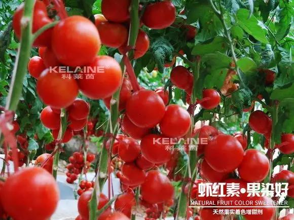 天然果實(shí)著色增甜劑——蝦紅素●果染好！