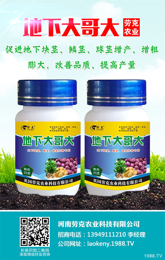 芥菜有哪些營養(yǎng)價值？吃芥菜有哪些好處？芥菜的功效與作用