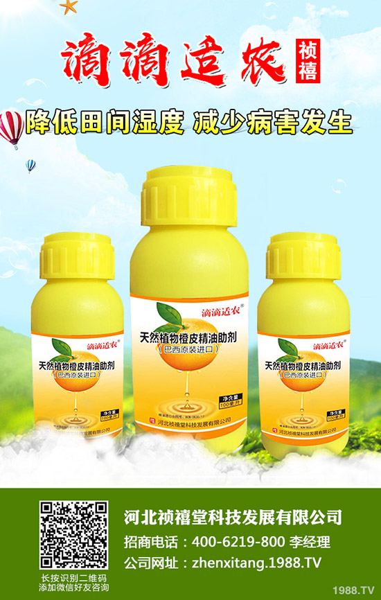 秋季草莓如何管理才能高產(chǎn)？秋季草莓定植管理技術(shù)！