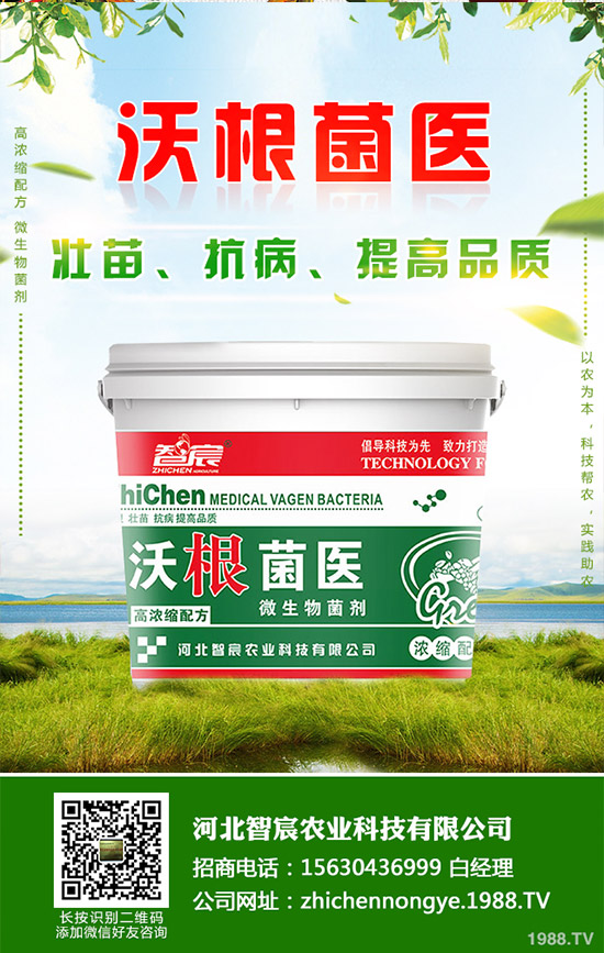 吃救心菜有哪些好處？救心菜的功效和作用！